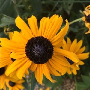 Meet your Posher, Delores